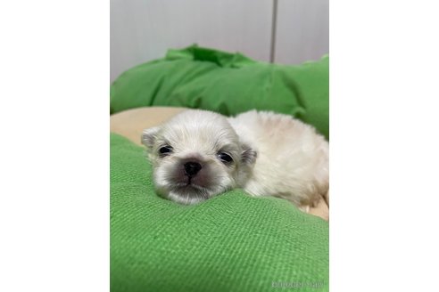 成約済の滋賀県のペキニーズ-350340の34枚目