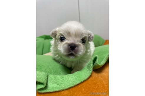 成約済の滋賀県のペキニーズ-350340の32枚目