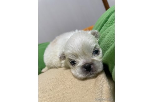 成約済の滋賀県のペキニーズ-350340の31枚目