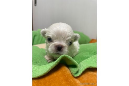 成約済の滋賀県のペキニーズ-350112の35枚目