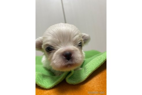 成約済の滋賀県のペキニーズ-350112の34枚目
