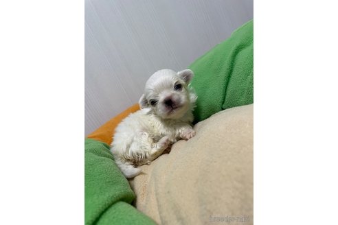 成約済の滋賀県のペキニーズ-350112の32枚目