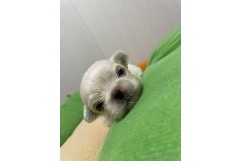 成約済の滋賀県のペキニーズ-350112の31枚目