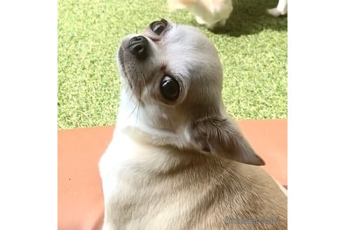 双(ざら)ちゃん1枚目