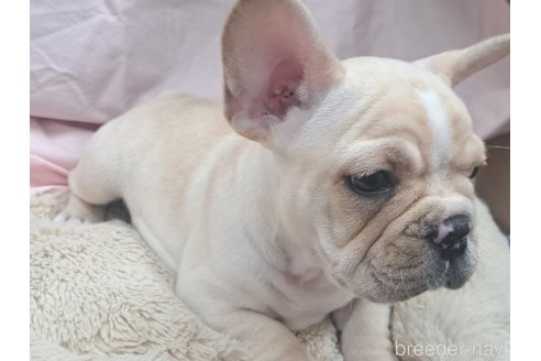 成約済の愛知県のフレンチブルドッグ-350676の6枚目