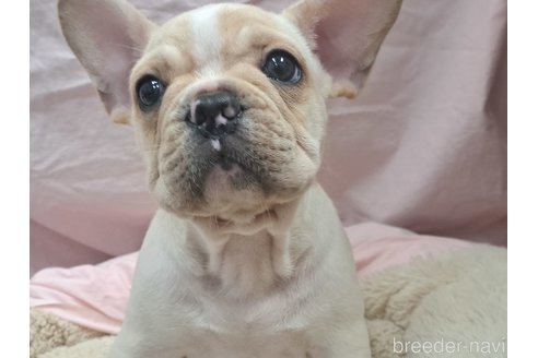 成約済の愛知県のフレンチブルドッグ-350676の5枚目