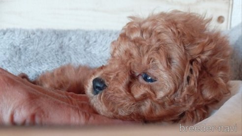 成約済の茨城県のトイプードル-349625の5枚目