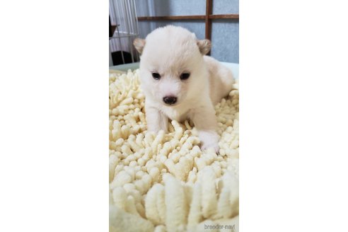 成約済の高知県の豆柴-349252の11枚目