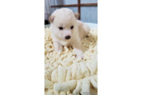 成約済の高知県の豆柴-349252の8枚目