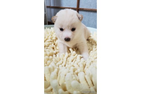 成約済の高知県の豆柴-349252の9枚目