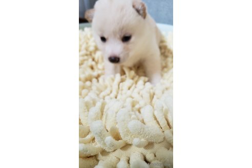 成約済の高知県の豆柴-349252の6枚目