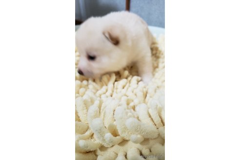 成約済の高知県の豆柴-349252の5枚目