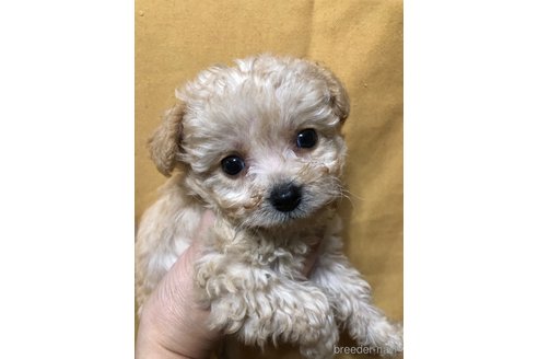 成約済の兵庫県のチワプー:チワワ×トイプードル-351558の8枚目