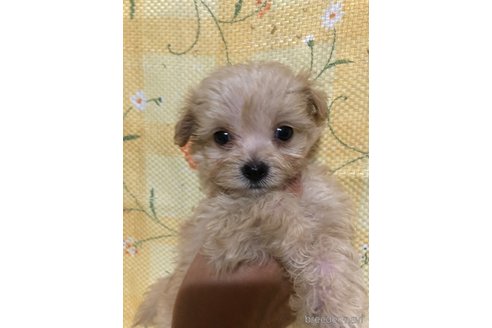 成約済の兵庫県のチワプー:チワワ×トイプードル-351559の1枚目