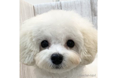 成約済の愛知県のマルプー:マルチーズ×トイプードル-335588