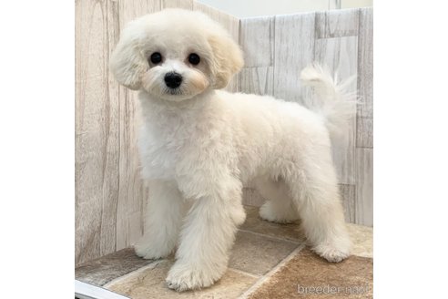 成約済の愛知県のマルプー:マルチーズ×トイプードル-335588の4枚目