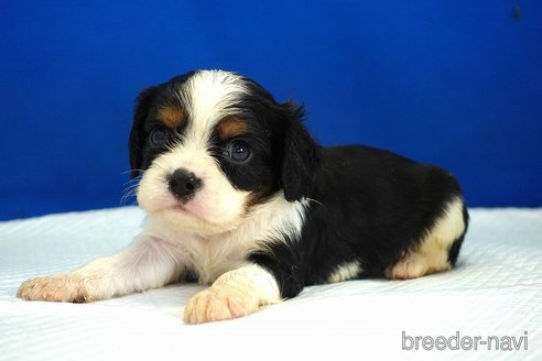 成約済の愛知県のキャバリアキングチャールズスパニエル-351568の2枚目