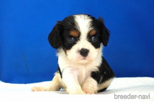成約済の愛知県のキャバリアキングチャールズスパニエル-351568の4枚目