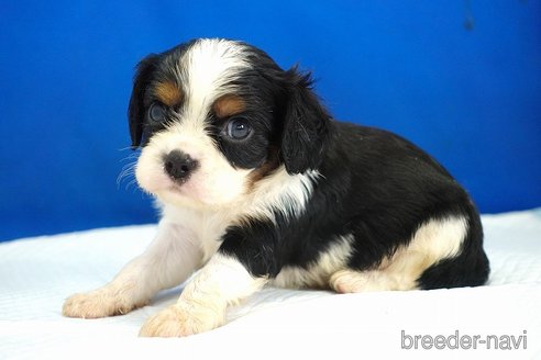 成約済の愛知県のキャバリアキングチャールズスパニエル-351568の7枚目