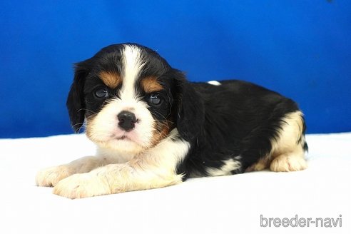 成約済の愛知県のキャバリアキングチャールズスパニエル-351570の7枚目