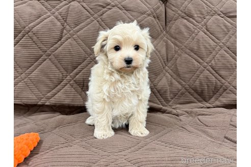 成約済の三重県のマルプー:マルチーズ×トイプードル-348519の12枚目