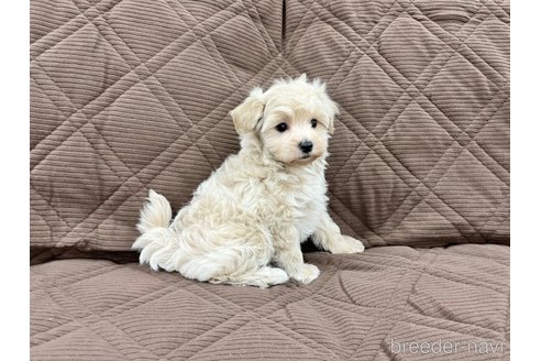 成約済の三重県のマルプー:マルチーズ×トイプードル-348519の5枚目