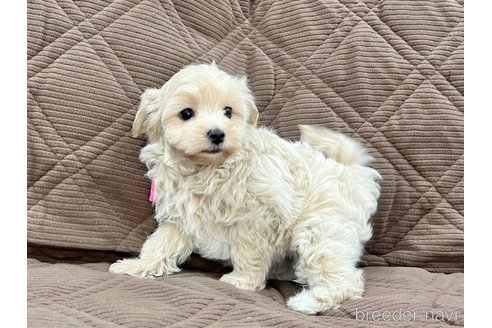 成約済の三重県のマルプー:マルチーズ×トイプードル-348519の7枚目