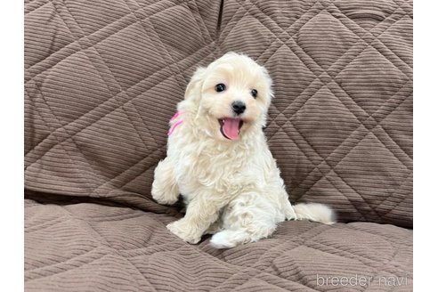 成約済の三重県のマルプー:マルチーズ×トイプードル-348519の8枚目