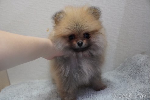 成約済の愛媛県のポメラニアン-351587の3枚目
