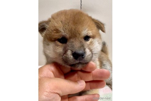 成約済の愛知県の柴犬-345643の2枚目