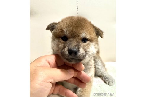 成約済の愛知県の柴犬-345643の3枚目