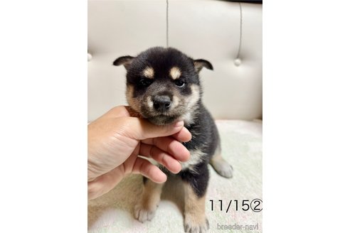 成約済の愛知県の柴犬-345641の14枚目