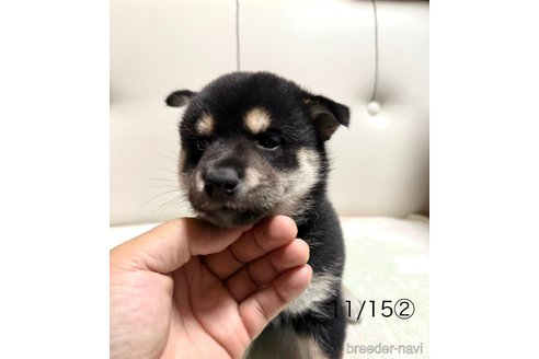 成約済の愛知県の柴犬-345641の13枚目