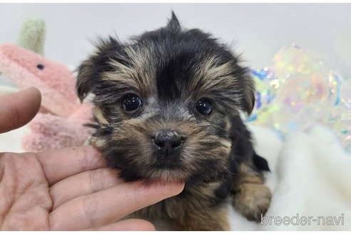 販売中の東京都のミックス犬-351062の17枚目
