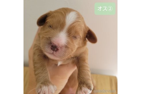 成約済の神奈川県のキャバプー:キャバリア×トイプードル-351599の5枚目