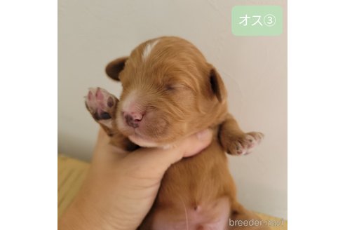 成約済の神奈川県のキャバプー:キャバリア×トイプードル-351600の16枚目