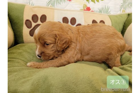 成約済の神奈川県のキャバプー:キャバリア×トイプードル-351600の15枚目