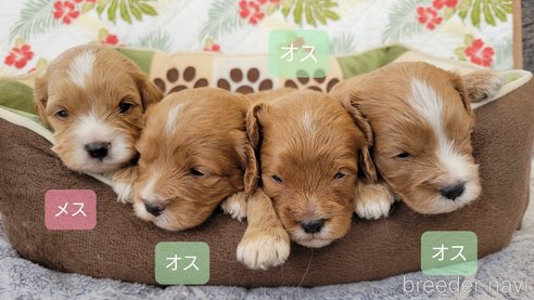 成約済の神奈川県のキャバプー:キャバリア×トイプードル-351600の14枚目