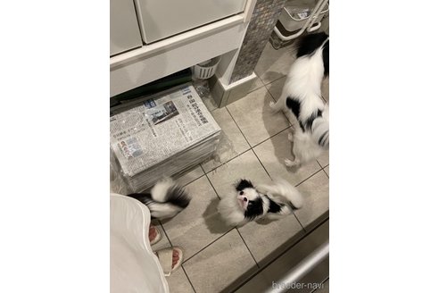帰蝶ちゃん1枚目