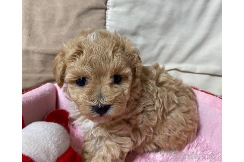 成約済の長野県のミックス犬-347229の2枚目