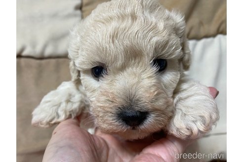 成約済の長野県のミックス犬-347230