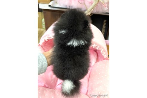 成約済の大阪府のポメラニアン-351610の2枚目