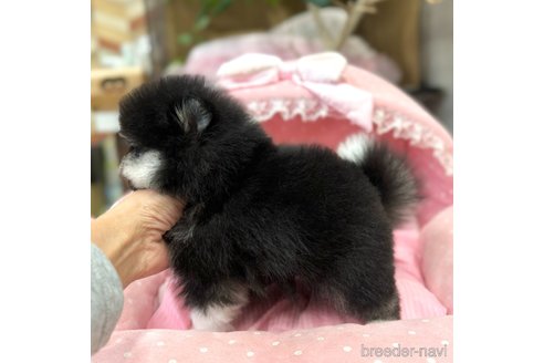 成約済の大阪府のポメラニアン-351610の5枚目