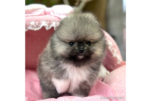成約済の大阪府のポメラニアン-351612の9枚目