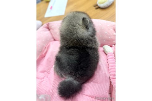 成約済の大阪府のポメラニアン-351612の2枚目