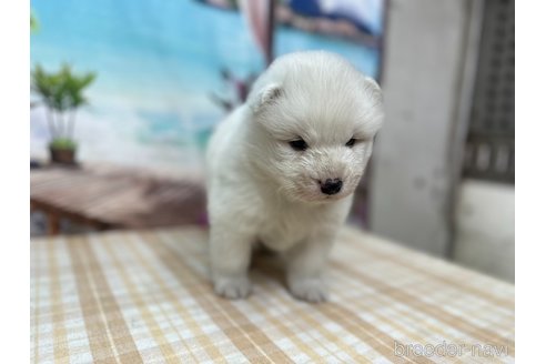 成約済の千葉県のサモエド-351613の5枚目