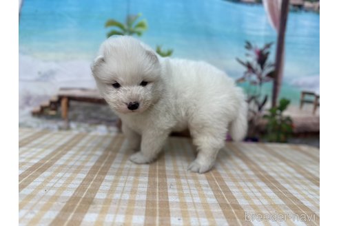 成約済の千葉県のサモエド-351613の4枚目