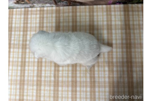 成約済の千葉県のサモエド-351613の2枚目