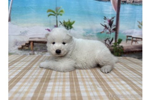 成約済の千葉県のサモエド-351614の6枚目