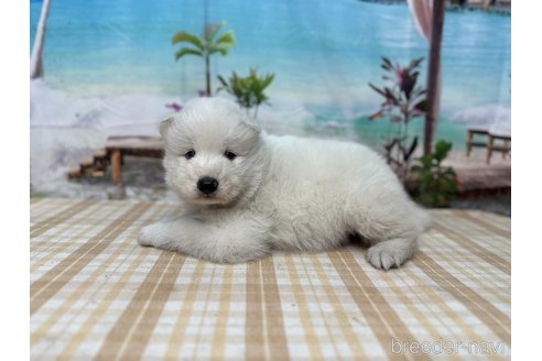 成約済の千葉県のサモエド-351614の4枚目